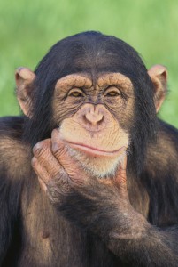 simpanz.jpg