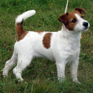 jack-russel-terier.jpg
